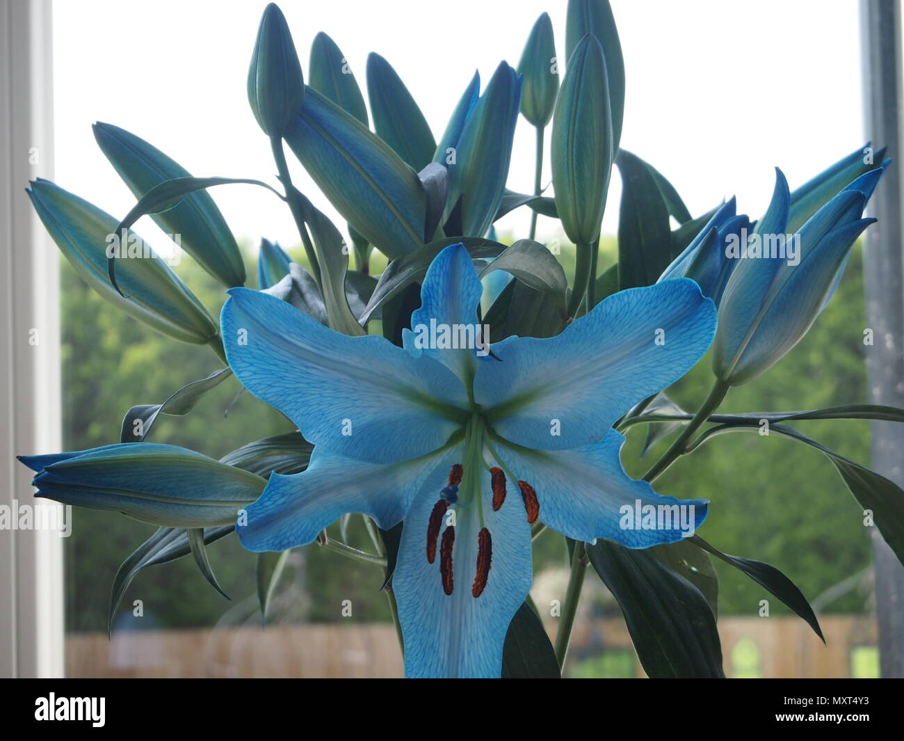 Azucena azul, manojo de flores en un florero Fotografía de stock - Alamy