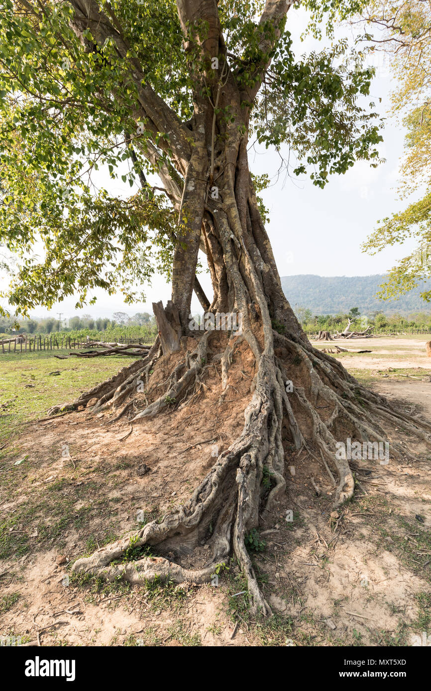 Árbol con termitas mound, Nong Ping, Laos Foto de stock