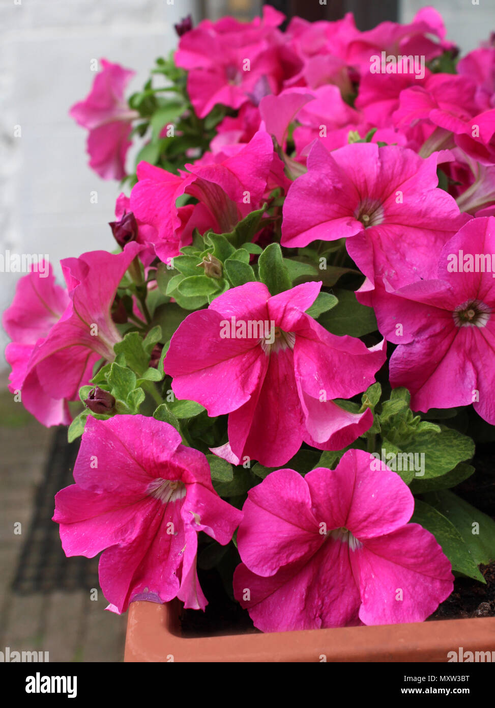 Las flores de color rosa vibrante de la ropa de cama de verano popular,  Petunia, planta que crece en un cuadro de la ventana Fotografía de stock -  Alamy