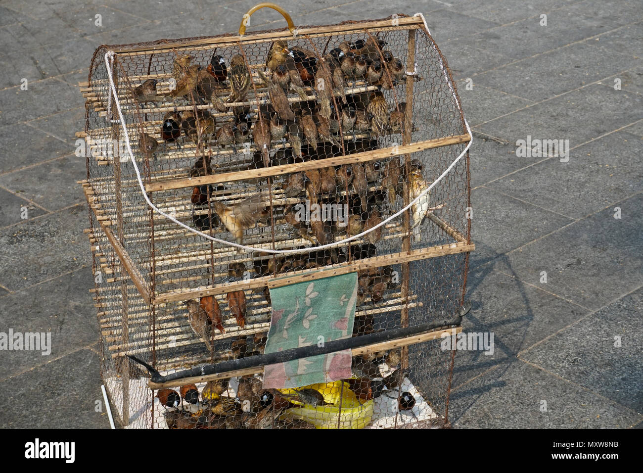 Las aves capturadas para liberar a la libertad, un ritual budista durante el Año Nuevo Chino, en Phnom Penh, Camboya Foto de stock