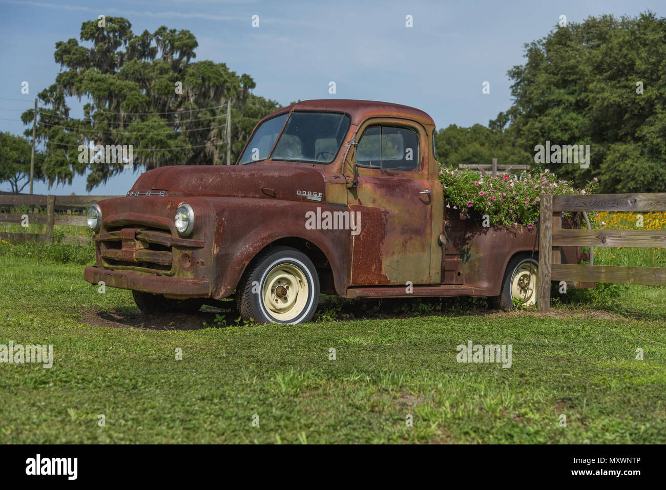 Old dodge pickup truck fotografías e imágenes de alta resolución - Alamy