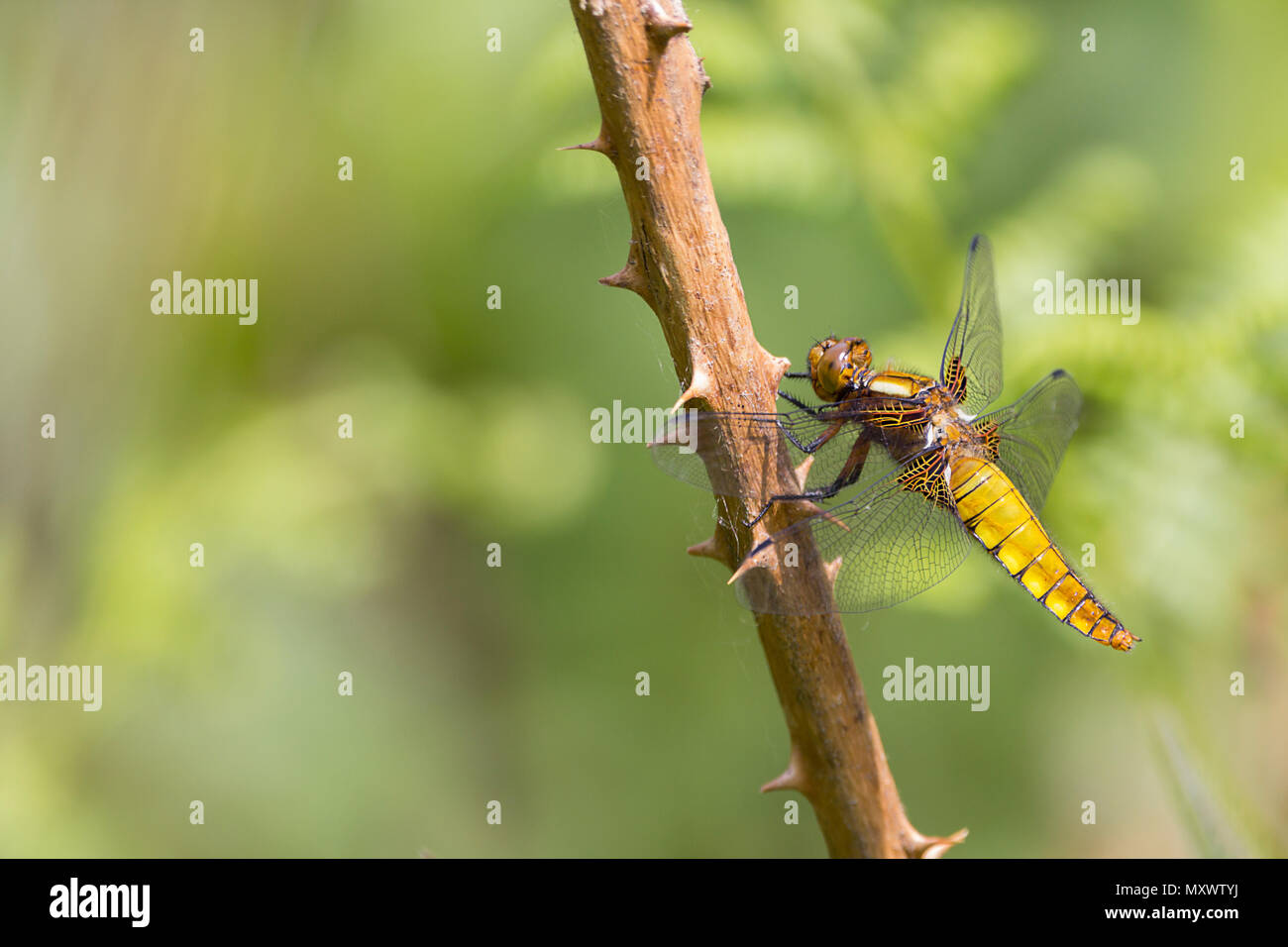 Cuerpo amplio chaser (libellula depressa) amarillo marrón abdomen aplanado hembra o macho inmaduro encaramado sobre twiggy vegetación. Ala marrón base. Foto de stock