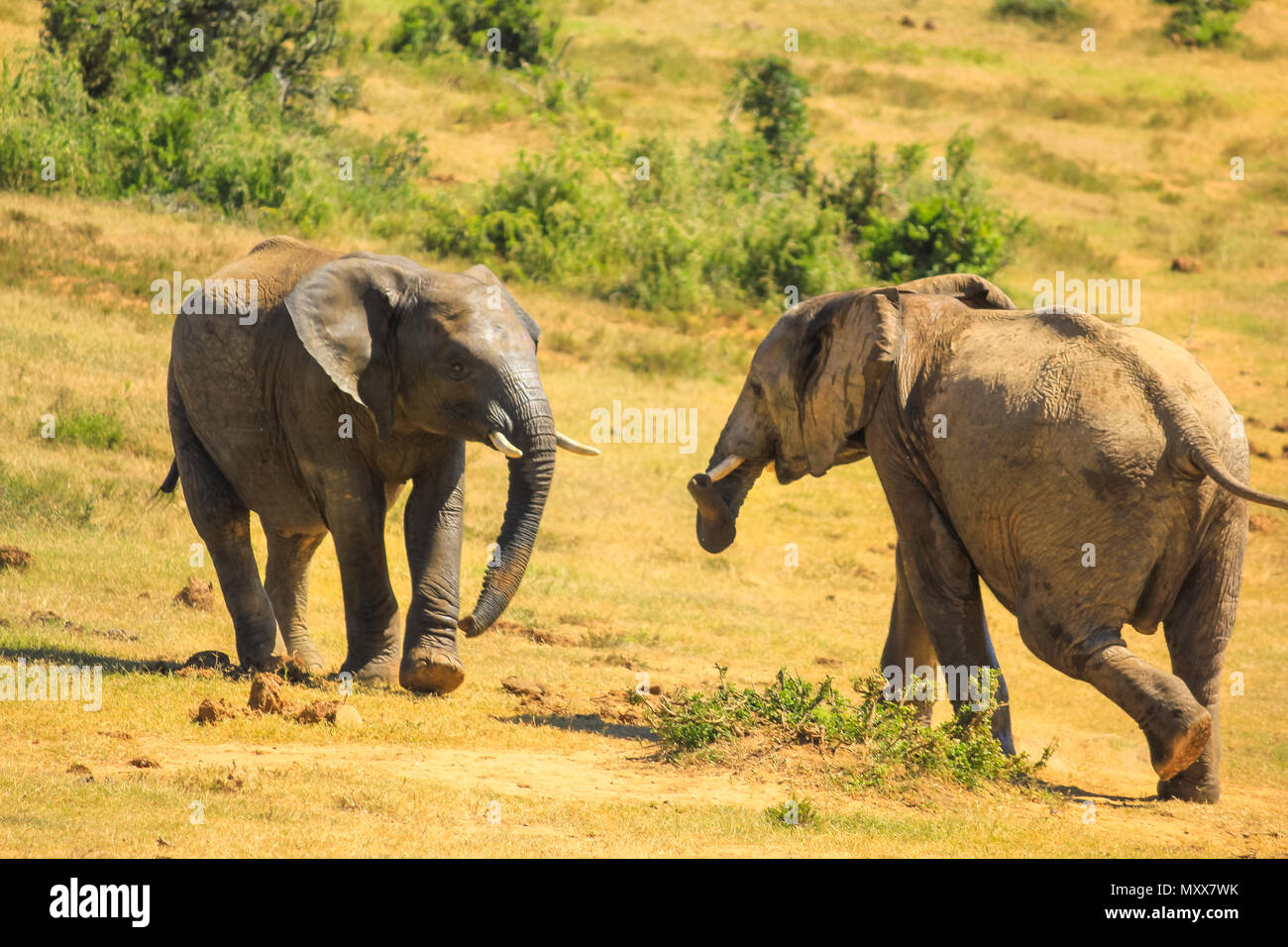 Dos jóvenes elefantes africanos ejecutar uno hacia el otro en la sabana del Parque Nacional de Elefantes Addo, un popular destino turístico para safaris en elefante. Eastern Cape, Sudáfrica. Foto de stock