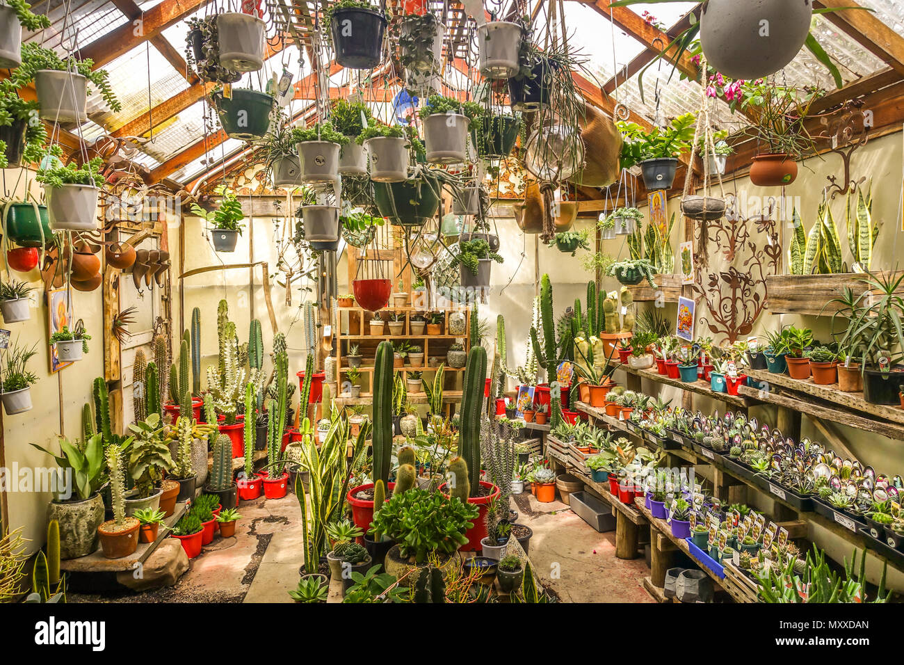 Una variada colección de cactus y plantas suculentas en potes aparece en un  pequeño invernadero un vivero en la tienda. Los artistas Jardín, VIC,  Australia Fotografía de stock - Alamy