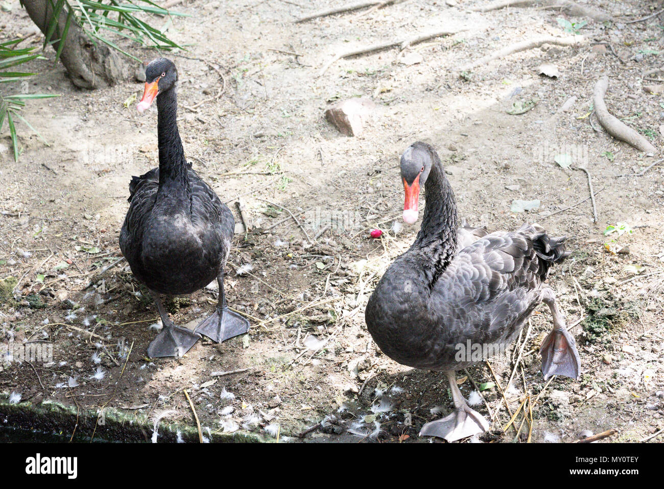 Cisne negro Foto de stock