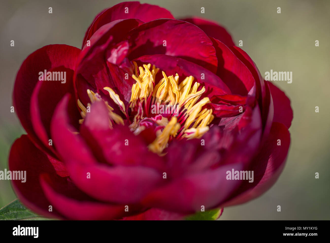 Las Peonías rojas en el jardín. Flor de peonía roja Fotografía de stock - Alamy Las Peonías rojas en el jardín. Flor de peonía roja Fotografía de stock - Alamy