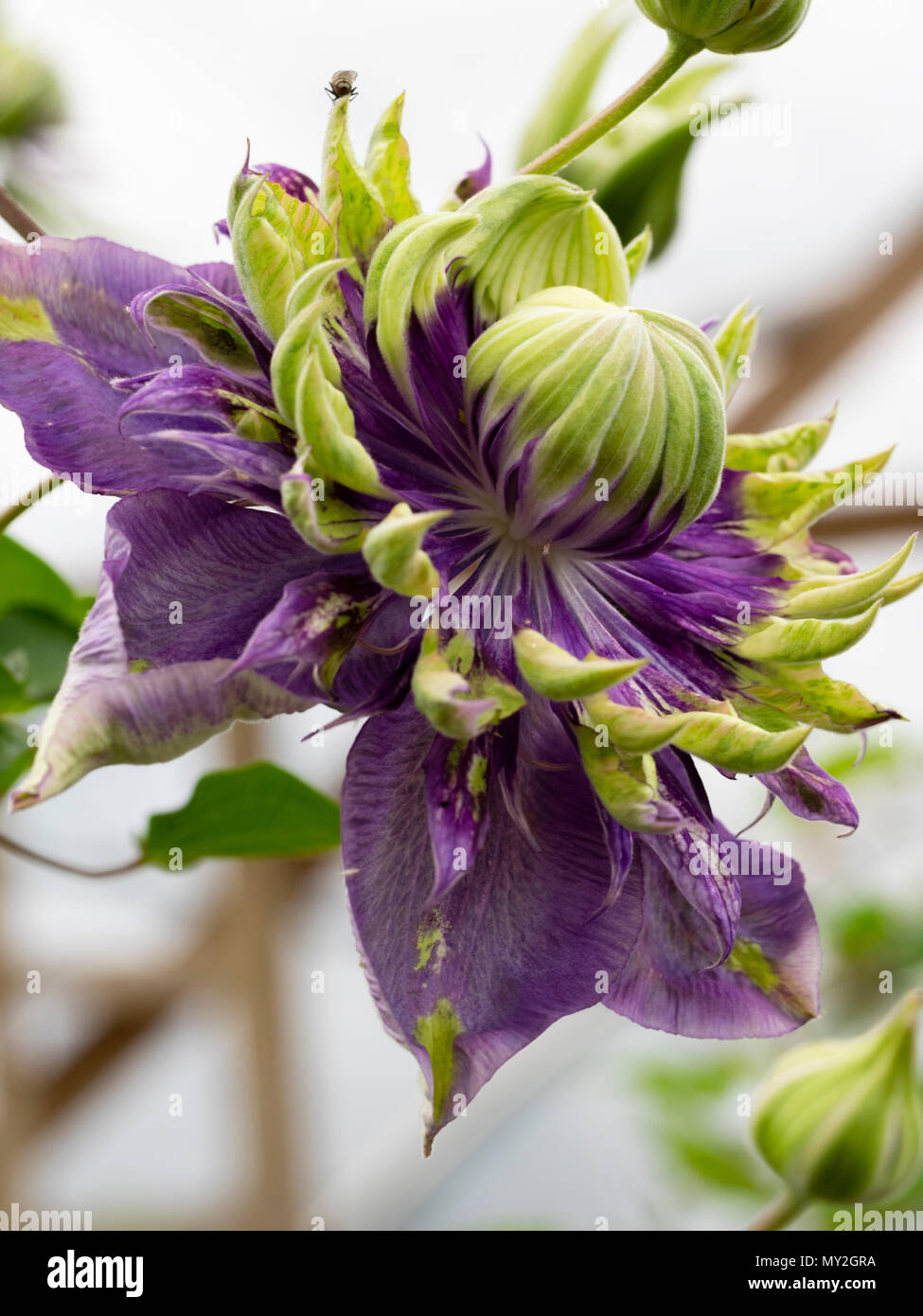Violeta flor doble con punta verde pétalos del escalador, Hardy Clematis florida "Taiga" Foto de stock