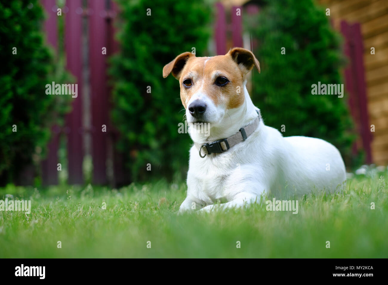 Jack Russell Terrier en el césped cerca de casa Foto de stock