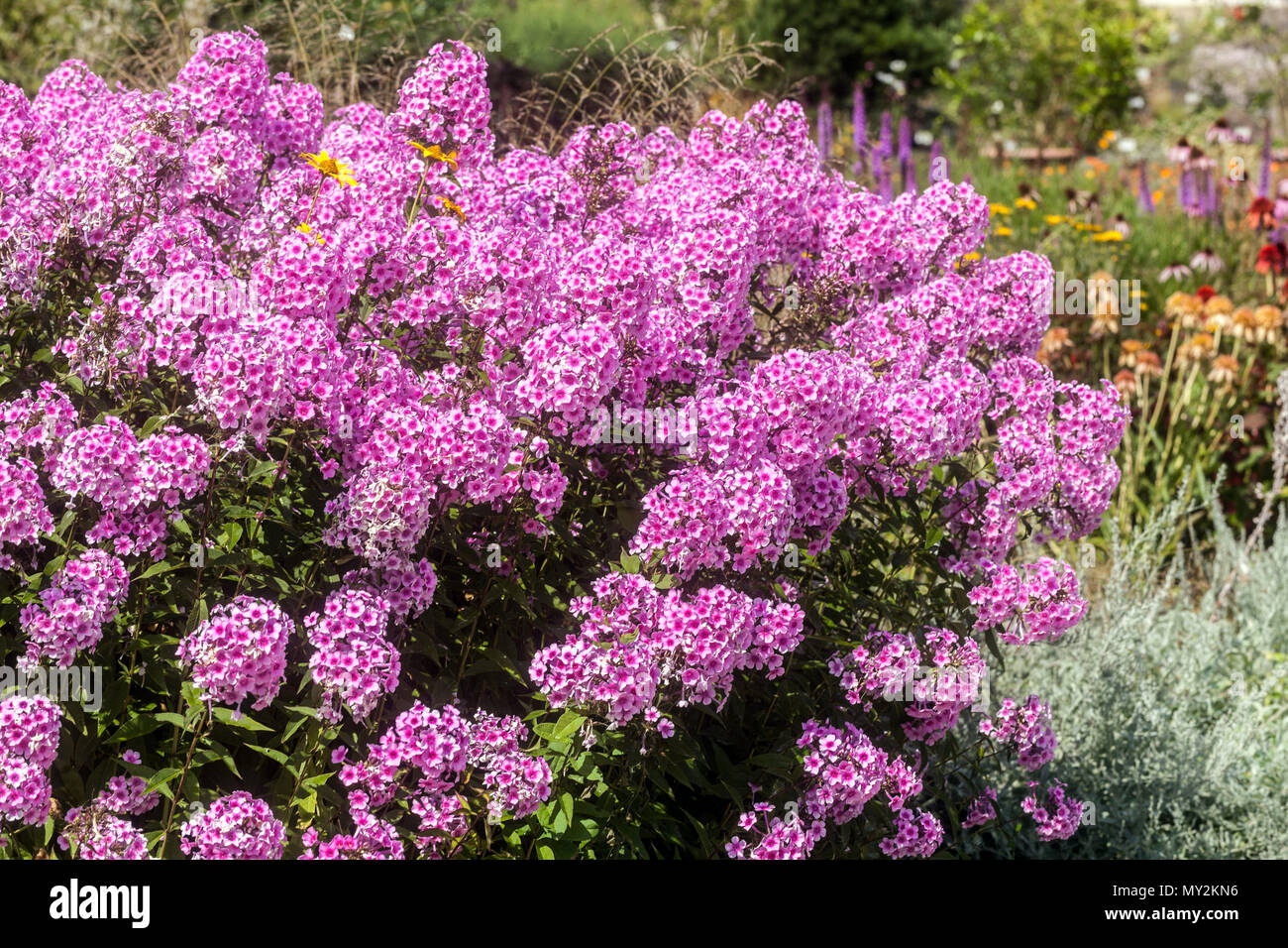 Pholox paniculata púrpura en el jardín de mediados de verano Foto de stock