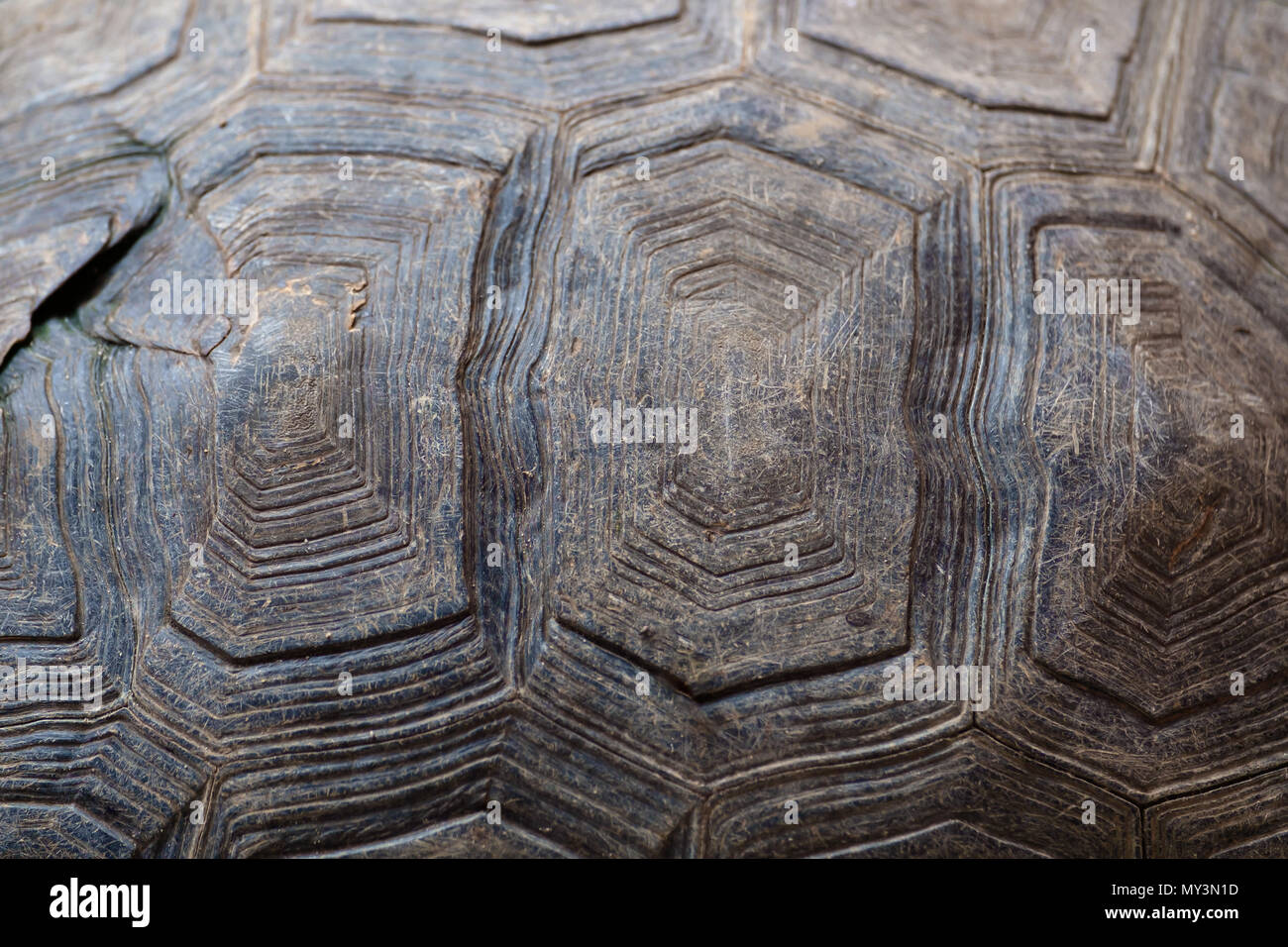 Textura del fondo abstracto de caparazón de tortuga sucia. Foto de stock