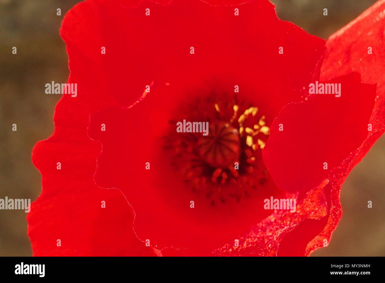 Carretera de amapola roja, flor única Foto de stock