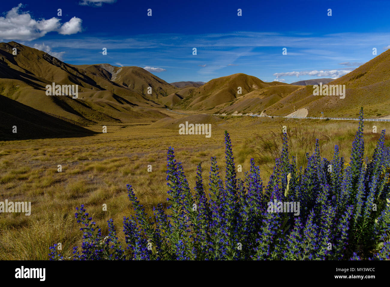 Lupine flores en el valle, Isla del Sur, Nueva Zelanda Foto de stock