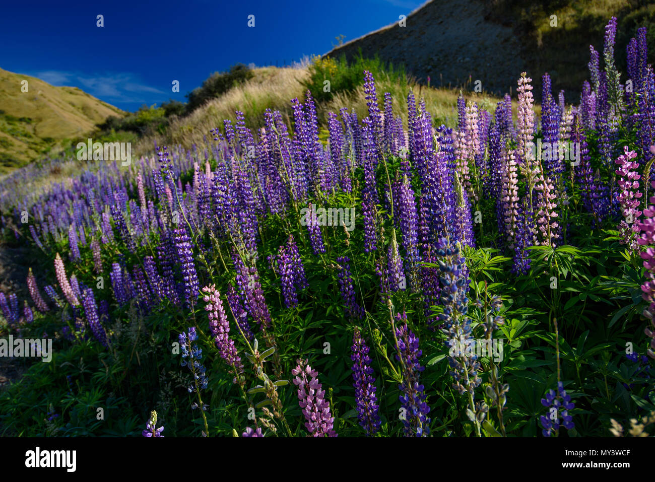 Lupine flores en el valle, Isla del Sur, Nueva Zelanda Foto de stock