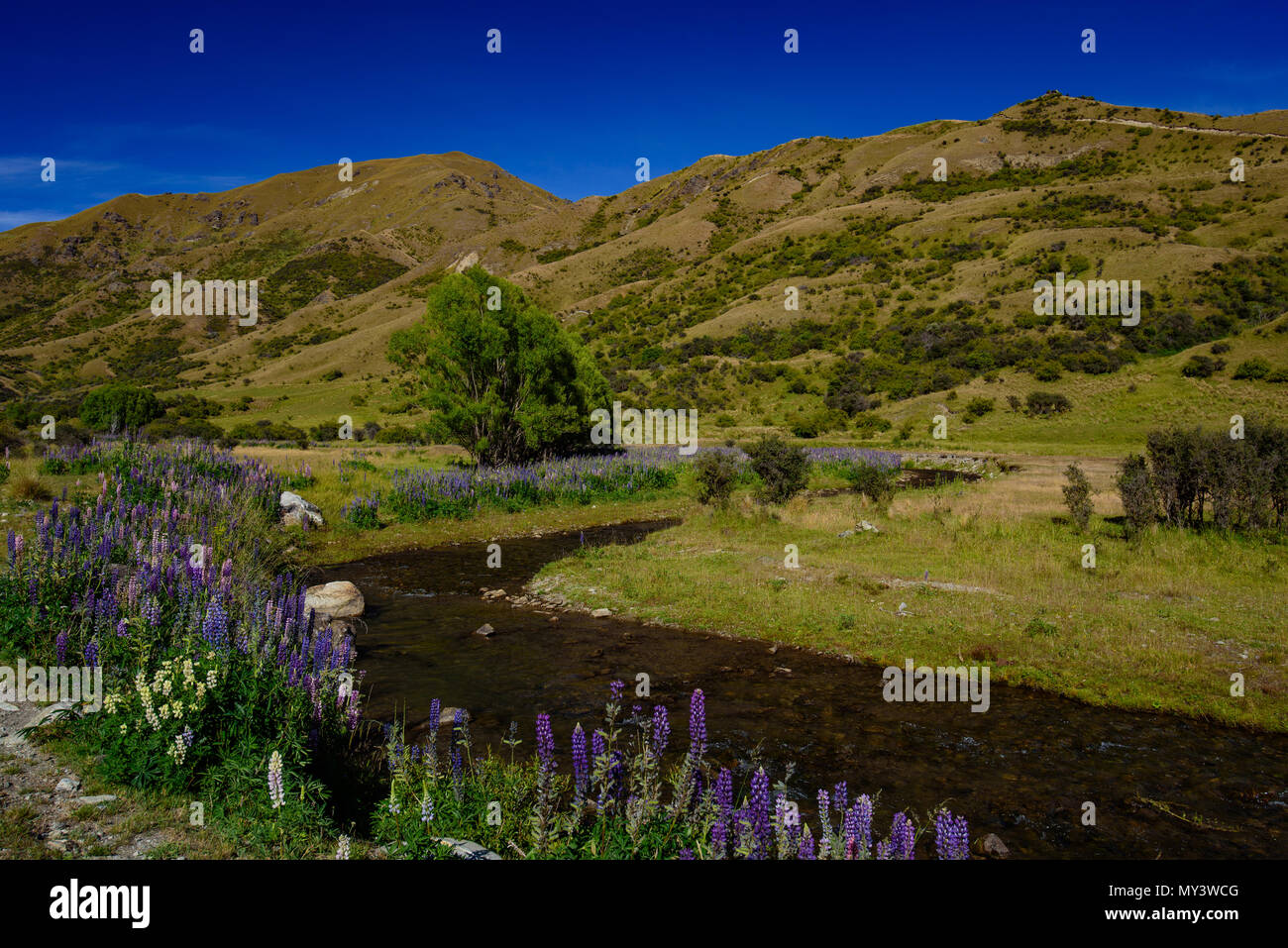 Lupine flores en el valle, Isla del Sur, Nueva Zelanda Foto de stock