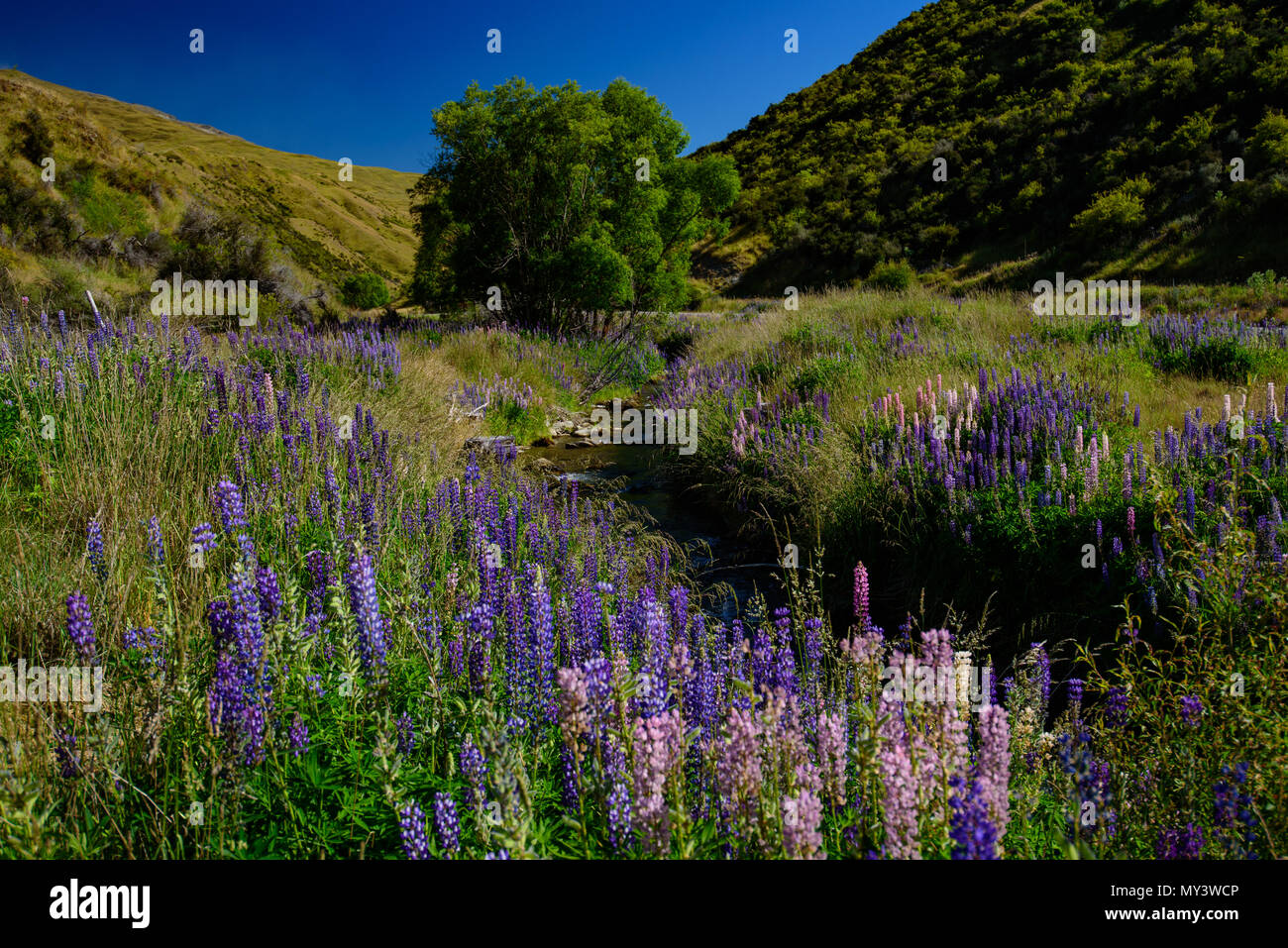 Lupine flores en el valle, Isla del Sur, Nueva Zelanda Foto de stock