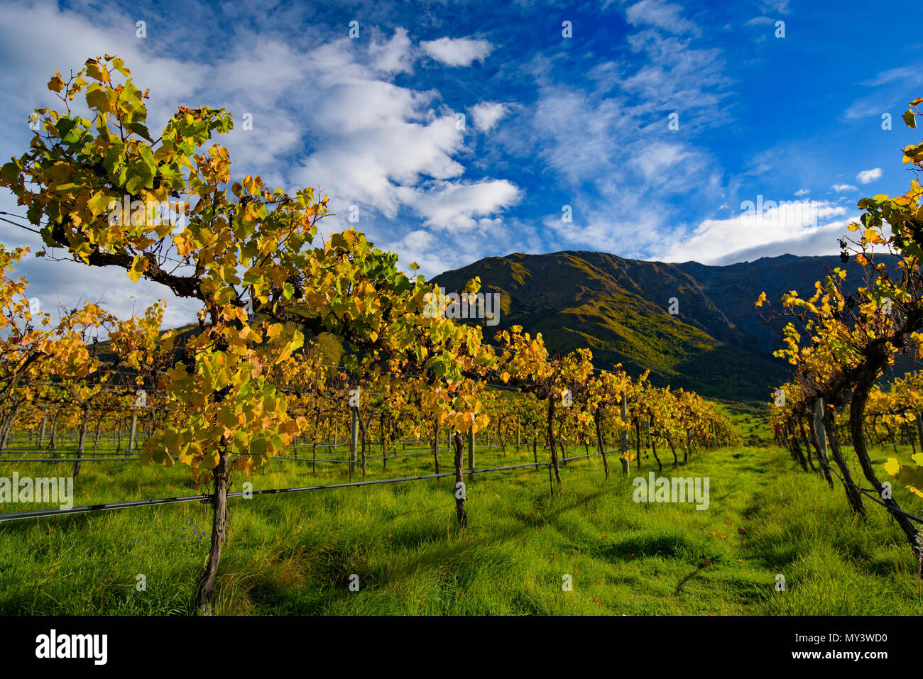 Viñedos de uva en otoño, Isla del Sur, Nueva Zelanda Foto de stock