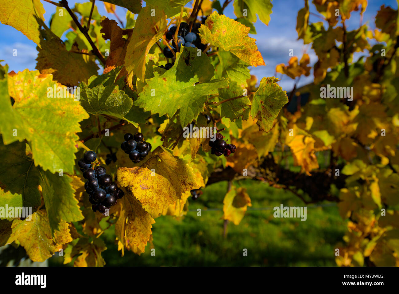 Viñedos de uva en otoño, Isla del Sur, Nueva Zelanda Foto de stock
