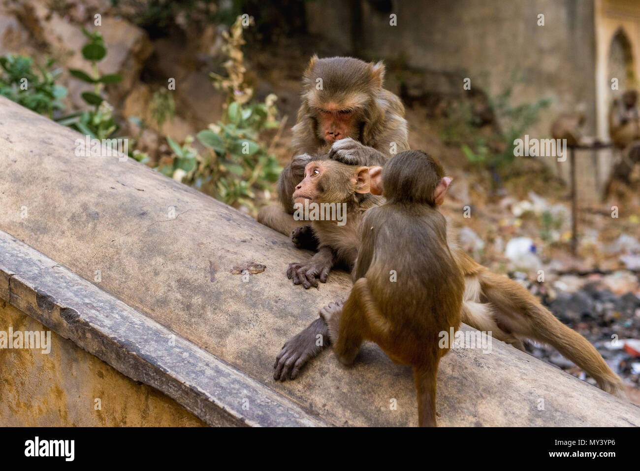 Monos macacos rhesus en Galta Ji en las afueras de Jaipur. Foto de stock