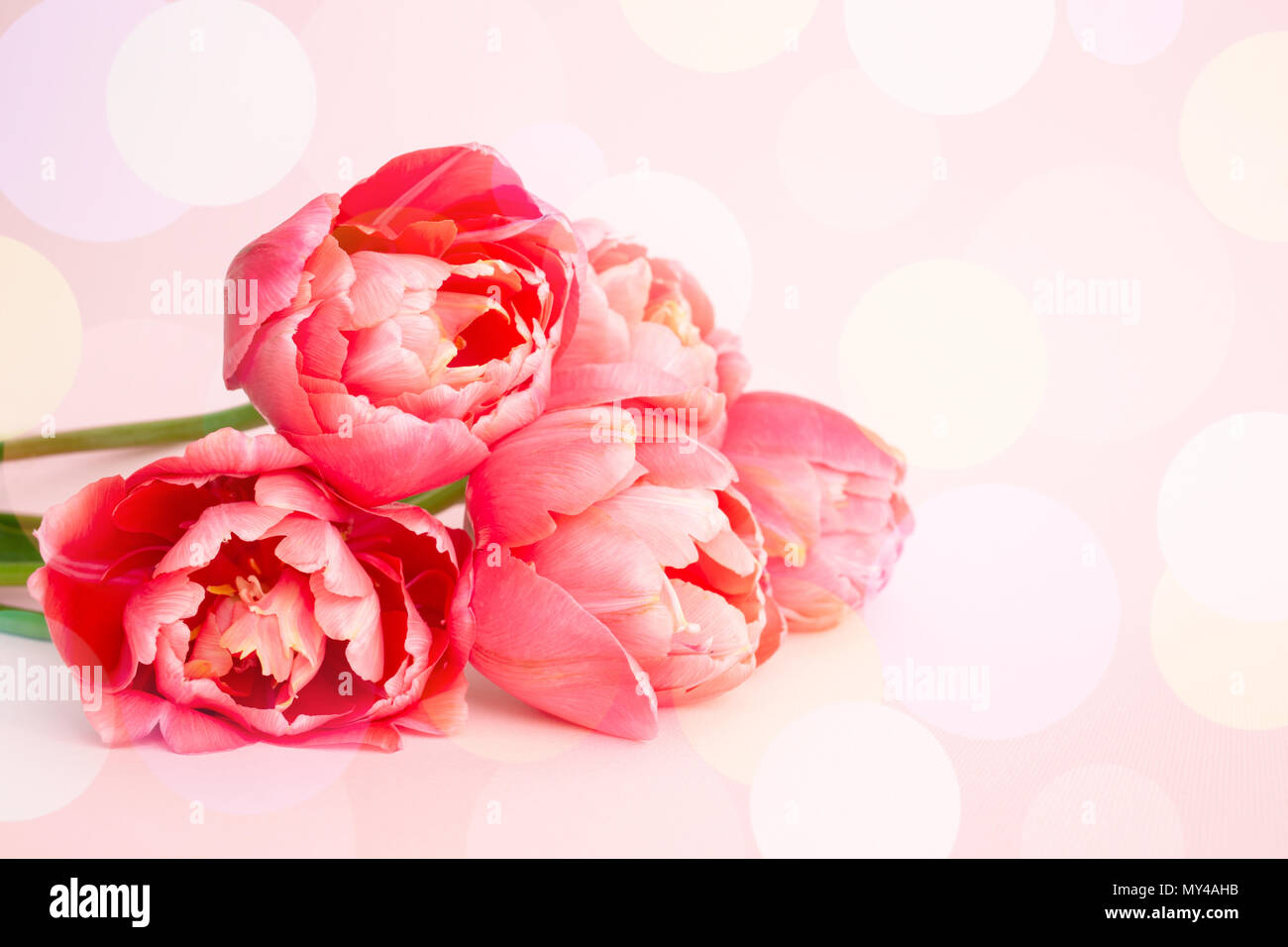 Precioso Ramo de tulipanes flor de peonía rosa sobre fondo de color rosa. Tarjeta de felicitación con bokeh. Foto de stock