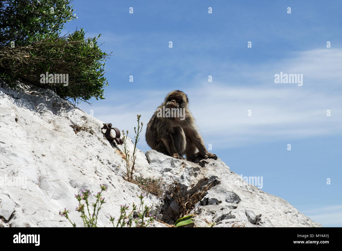 Mono Barbary sentado sobre una roca en el Peñón de Gibraltar Foto de stock