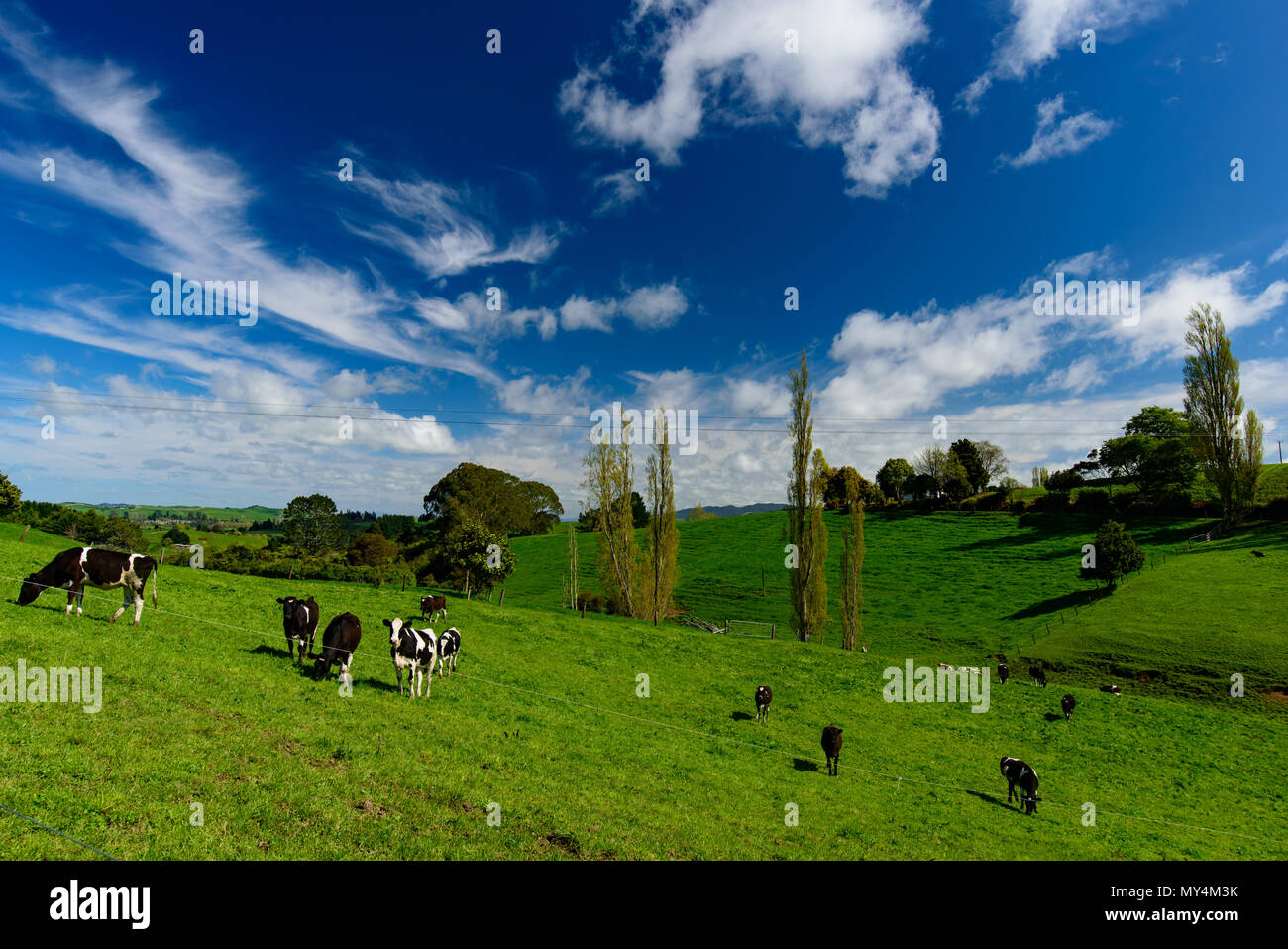 Vaca en green hill con el cielo azul y las nubes, la vista de la Isla del Sur, Nueva Zelanda Foto de stock