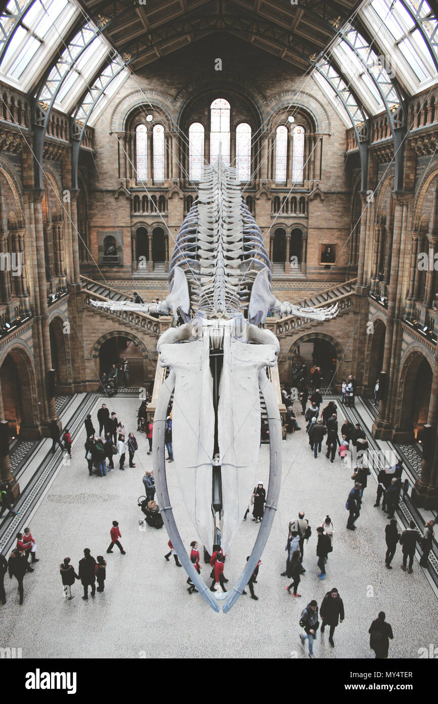 Esqueleto de ballena azul en el Museo de Historia Natural de Londres. Foto de stock