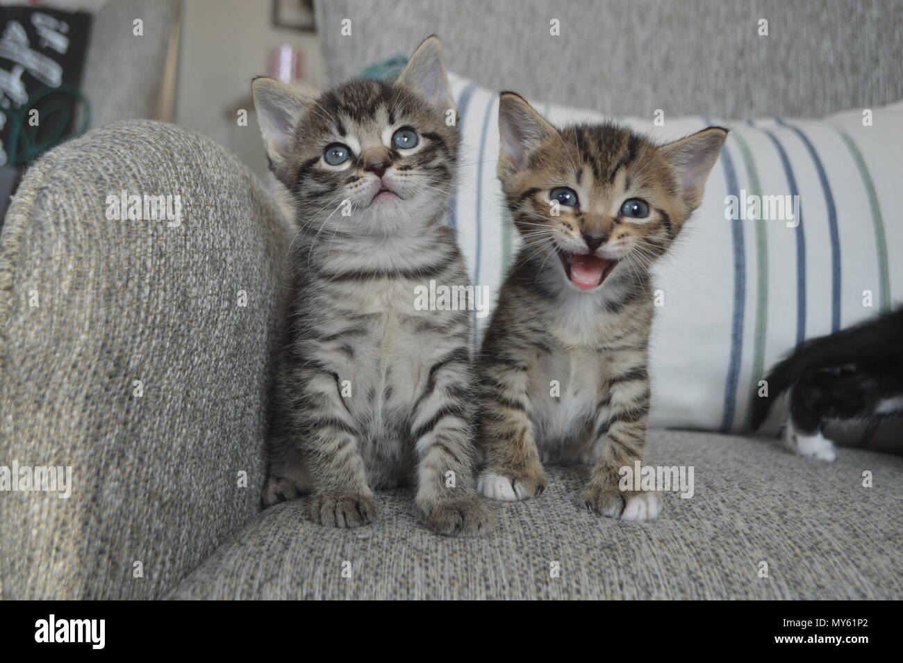 Dos gatitos siamés, un maullido de gatito Foto de stock