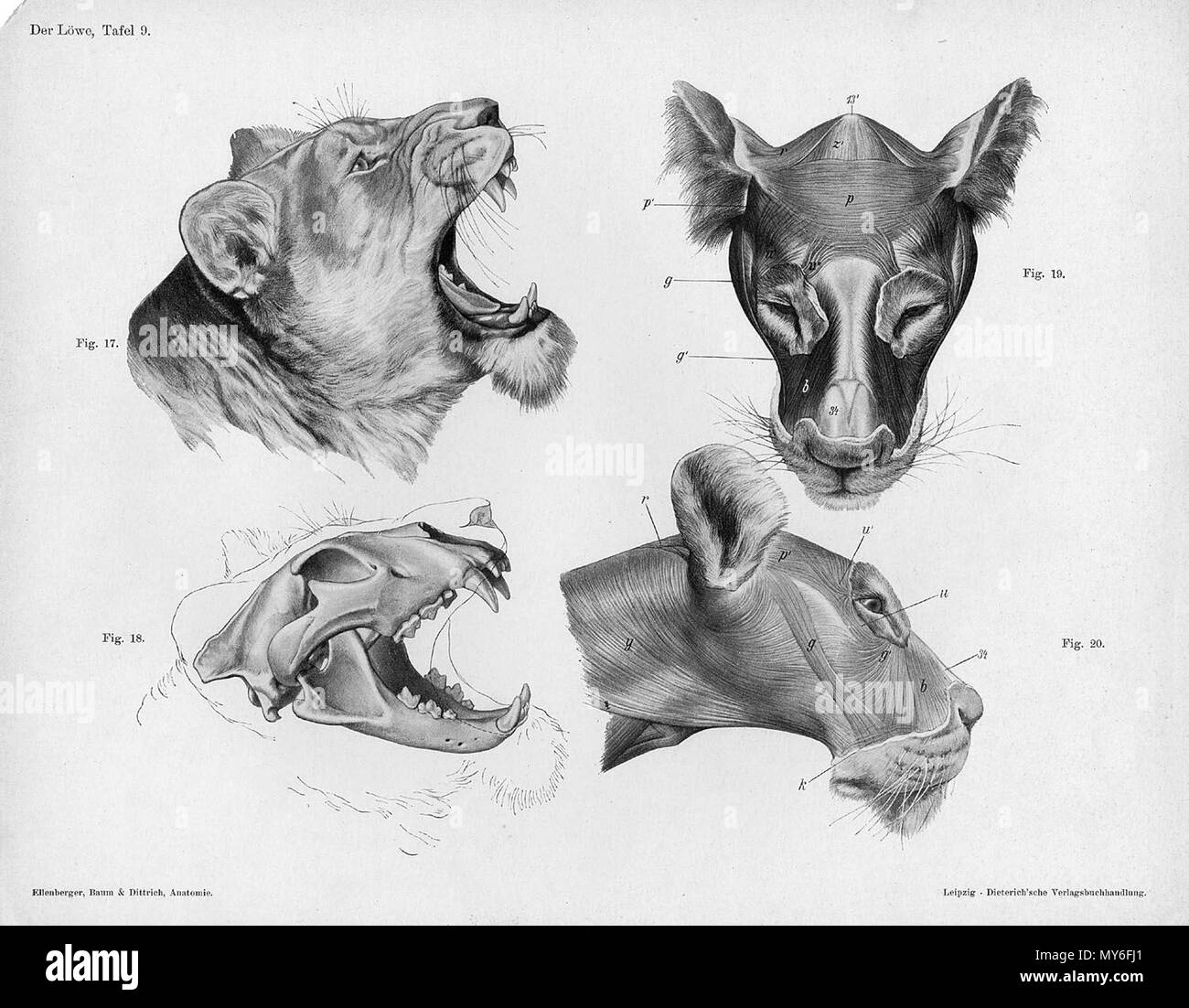 . Anatómica Animal grabado de Handbuch der Anatomie der Tiere für Künstler" - Hermann Dittrich, Illustrator. 1889 y 1911-1925. Wilhelm Ellenberger y Hermann Baum 325 anatomía cabeza de león Foto de stock