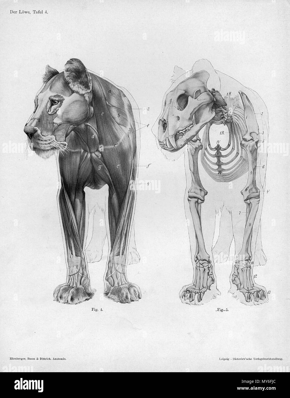 . Anatómica Animal grabado de Handbuch der Anatomie der Tiere für Künstler" - Hermann Dittrich, Illustrator. 1889 y 1911-1925. Wilhelm Ellenberger y Hermann Baum 325 anatomía León vista anterior Foto de stock