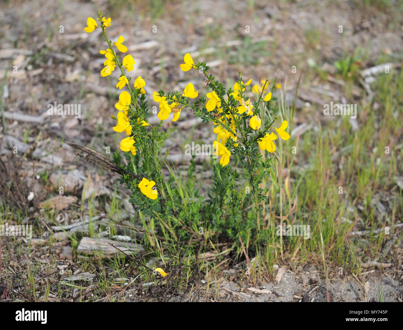 Sarothamnus scoparius (pequeña escoba común o Scotch broom) arbustos que crecen en el oeste del estado de Washington, EE.UU. Foto de stock