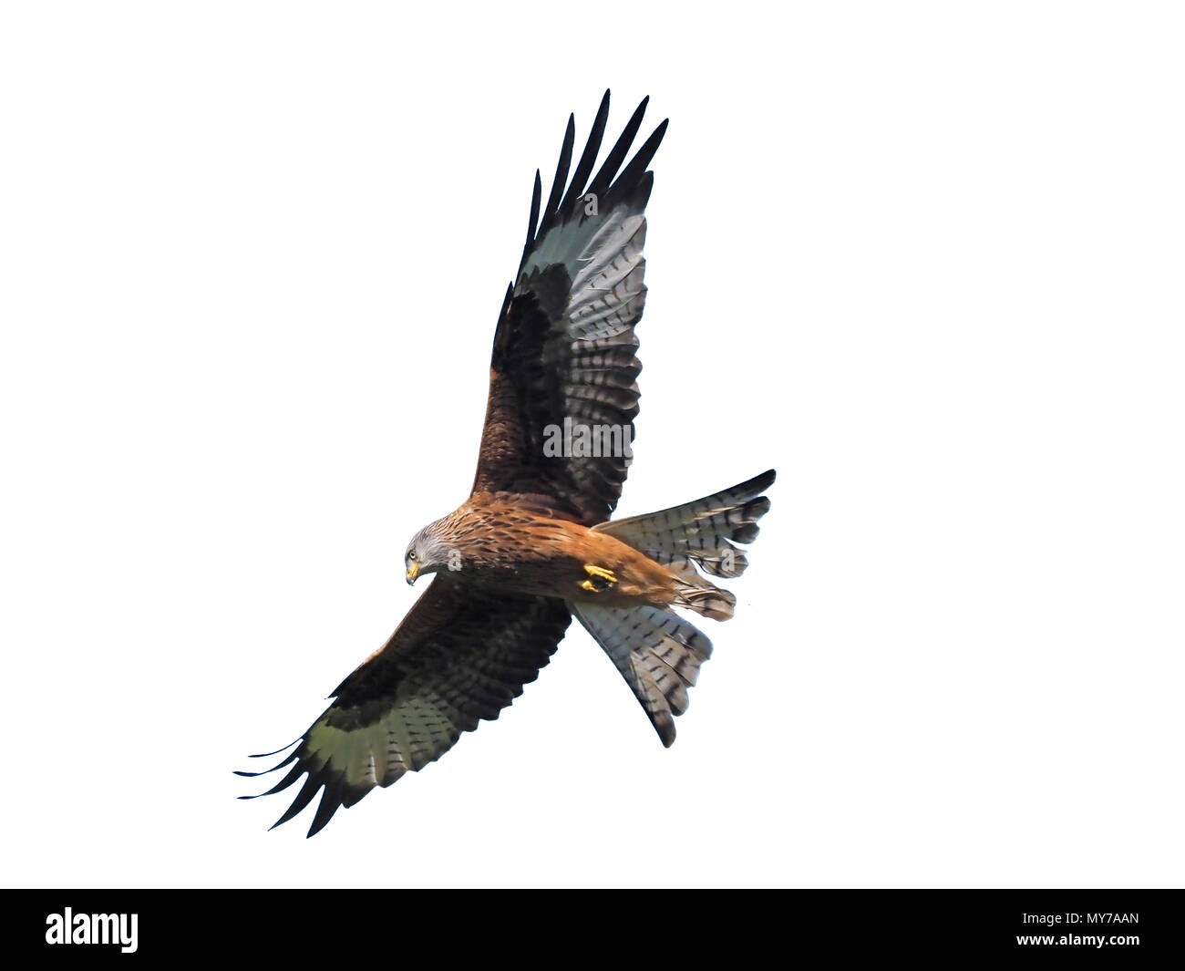 Milano real, Milvus milvus, único pájaro en pleno vuelo, Gales, abril de 2017 Foto de stock