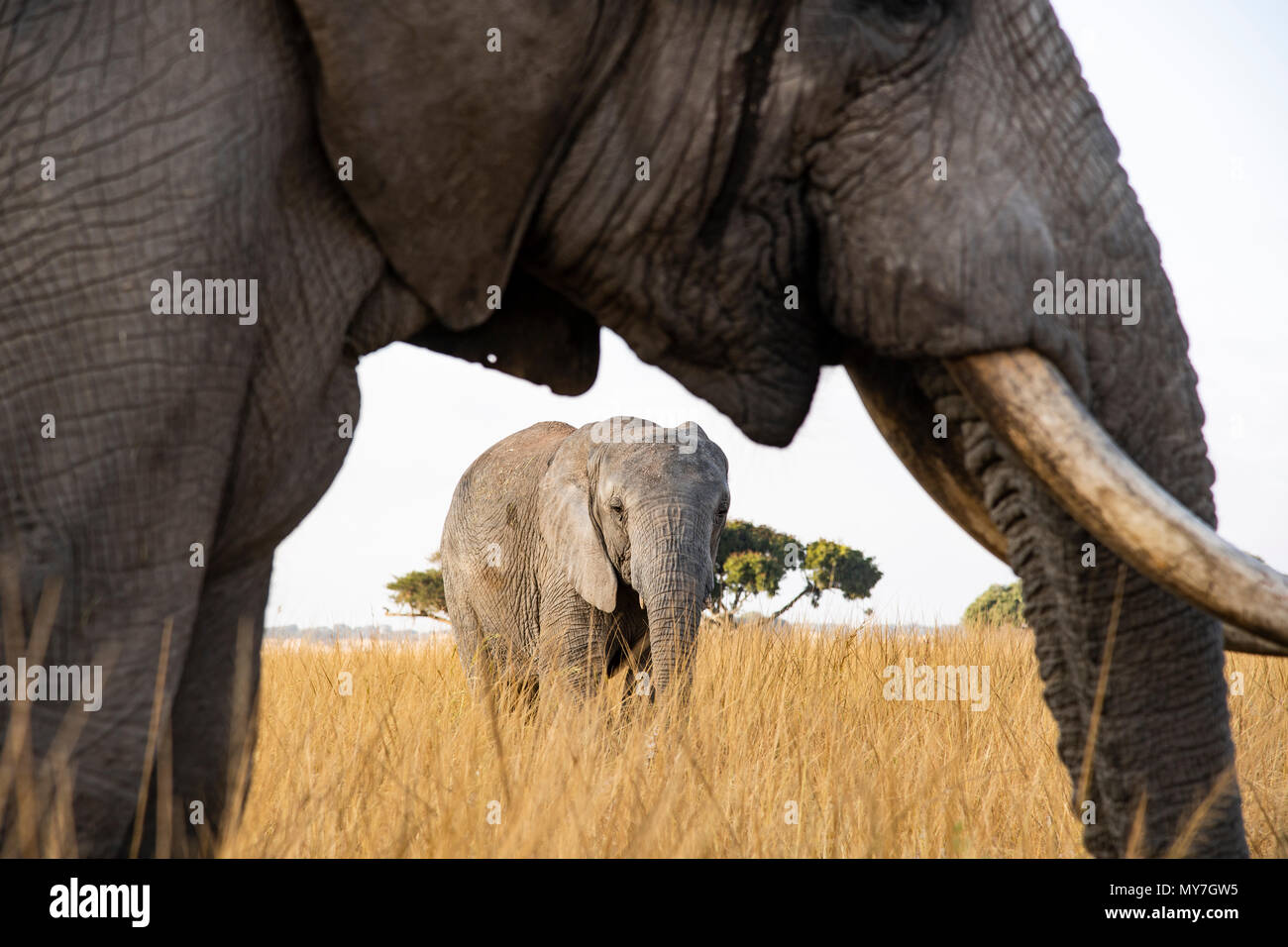 El elefante africano (Loxodonta africana), la conservación de la vida silvestre, Imire Zimbabwe Foto de stock