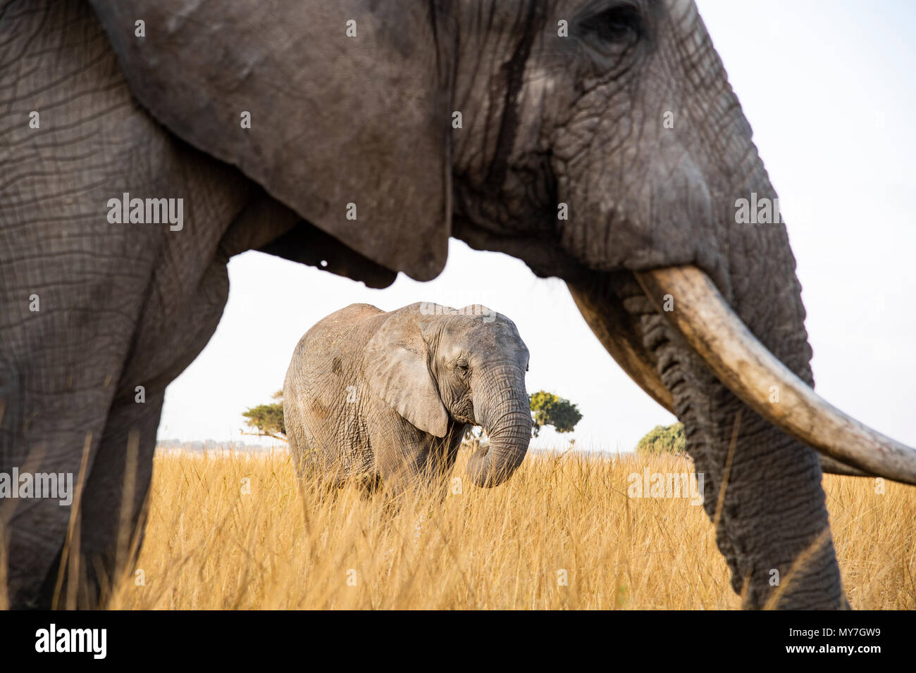 El elefante africano (Loxodonta africana), la conservación de la vida silvestre, Imire Zimbabwe Foto de stock