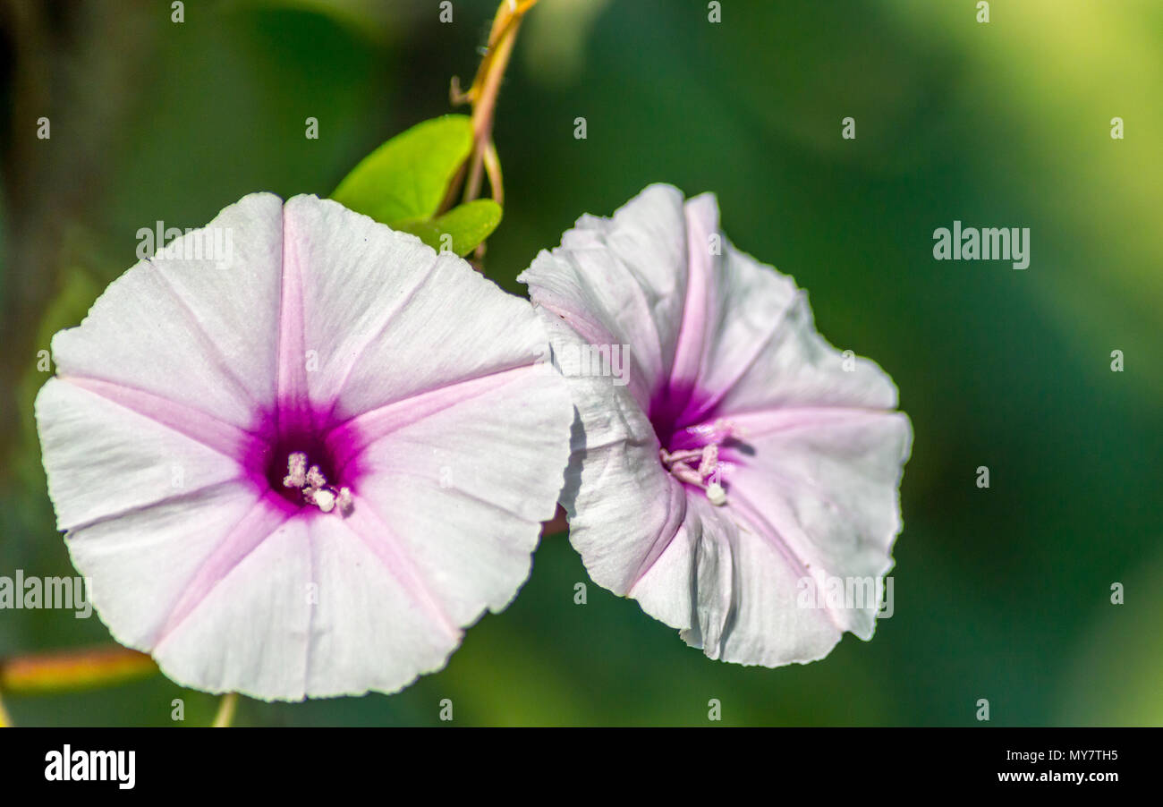 Flor de batata fotografías e imágenes de alta resolución - Alamy