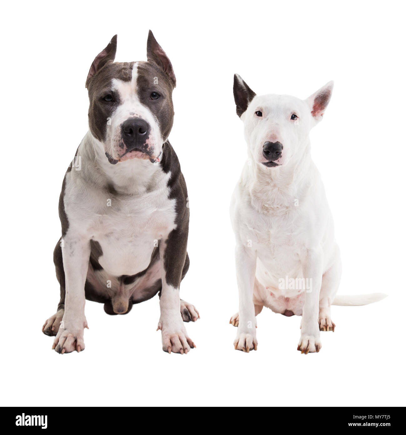 Dos razas de perros peleando - American pit bull terrier y bull terrier -  Siéntese sobre un fondo blanco en studio aislados Fotografía de stock -  Alamy