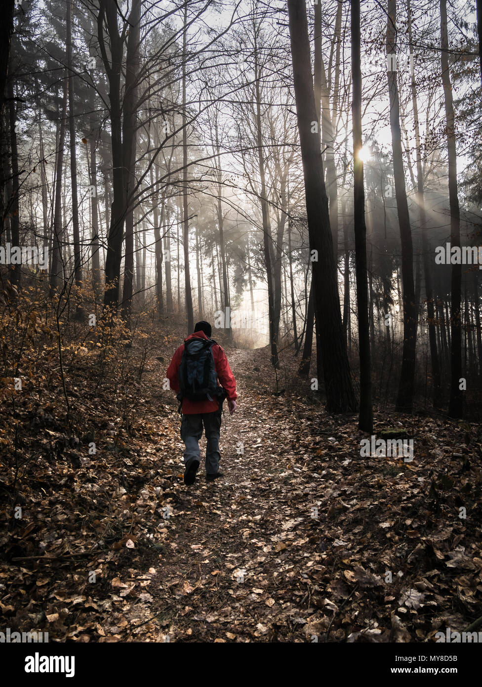 Excursionista macho trail caminando a través de un bosque encantado con niebla aumento a principios de la primavera. (Alemania). Foto de stock