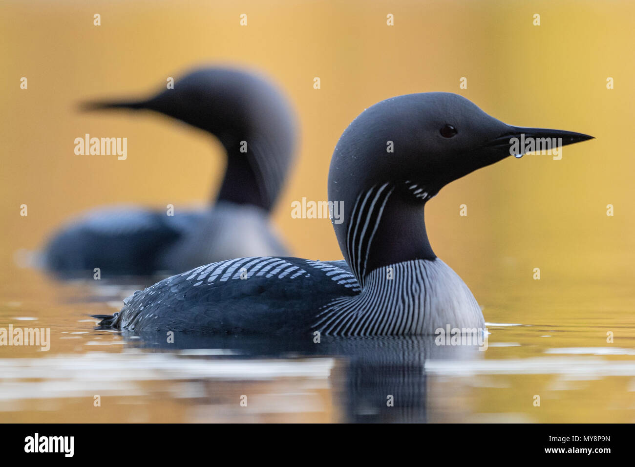 Dos Black Throated Buceador (Gavia arctica) nadando en la luz del atardecer durante el tiempo de visualización de acoplamiento Foto de stock