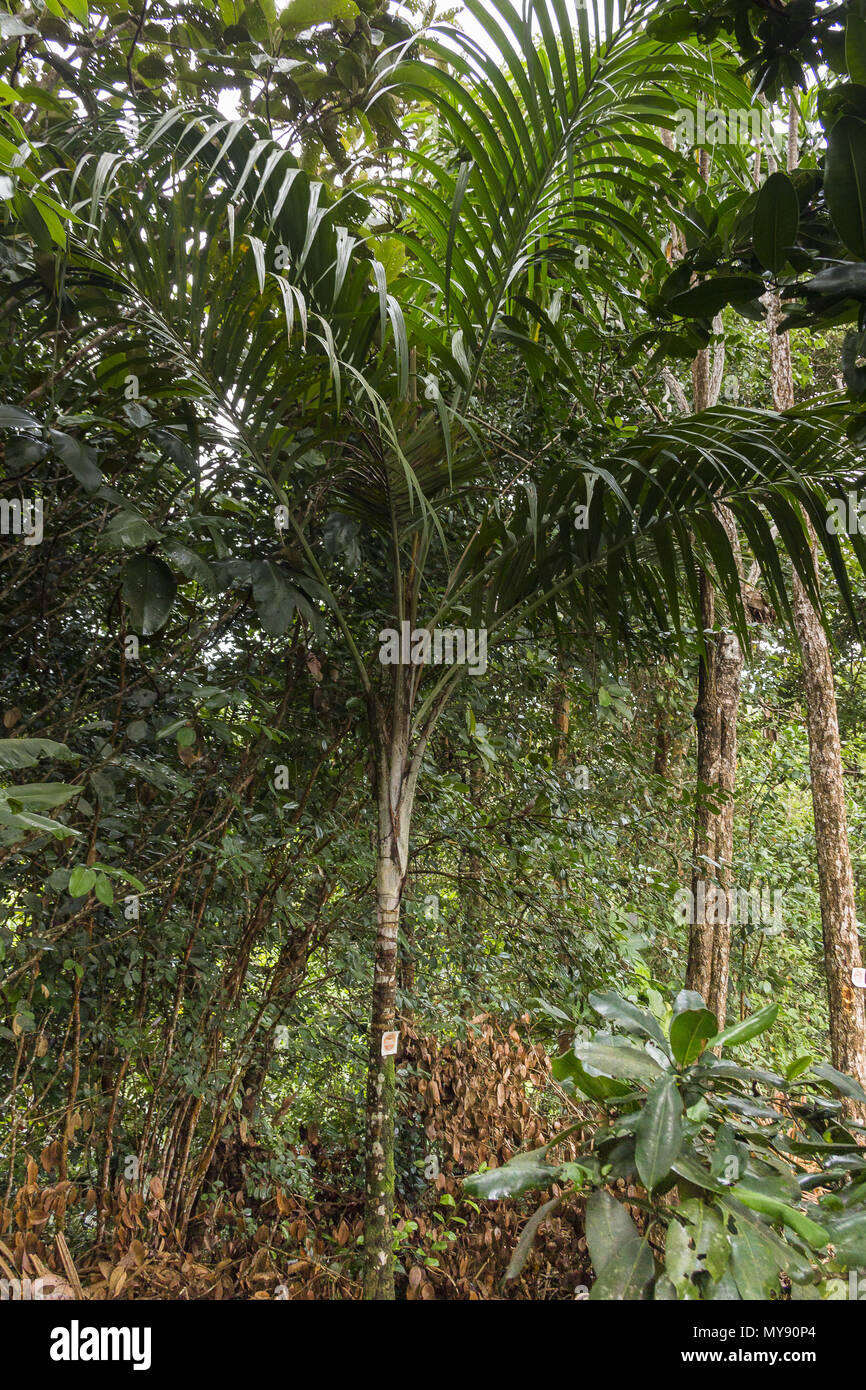 Nephrosperma vanhoutteanum. Palm, endémica de las Islas Seychelles, amenazados por la pérdida de hábitat. Seychelles Foto de stock