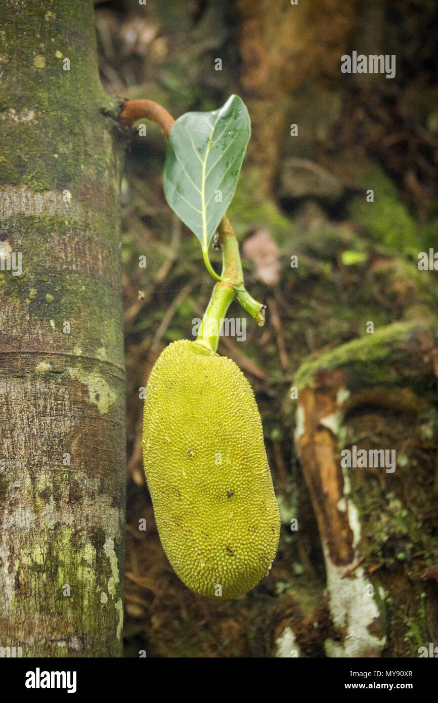Jaca (Artocarpus heterophyllus). Fruto comestible, cultivada en los trópicos de todo el mundo. Seychelles Foto de stock