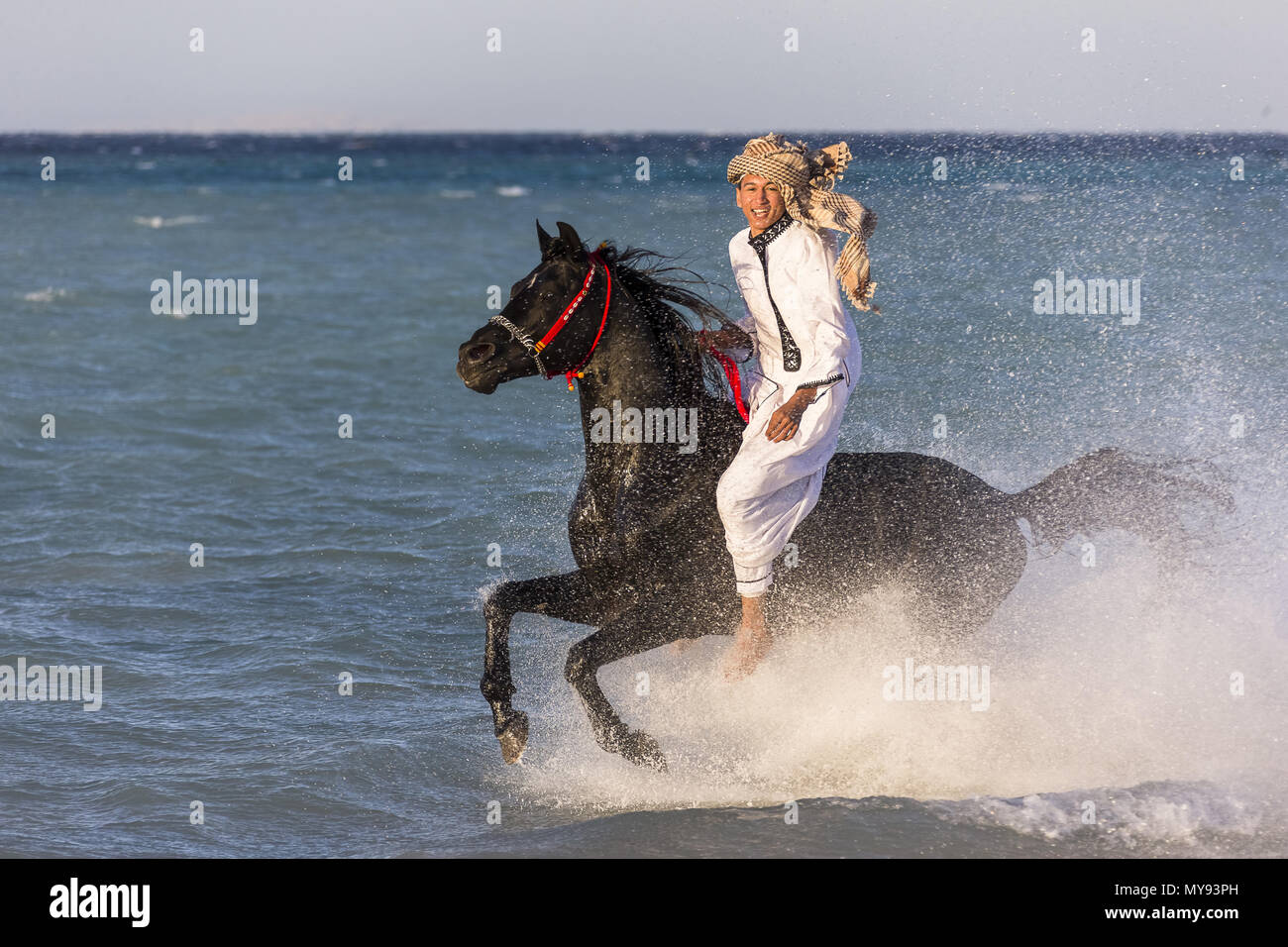 Arabian Horse. Sobre negro semental jinete galopando en aguas poco profundas. Egipto Foto de stock