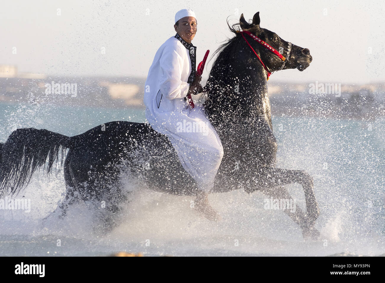 Arabian Horse. Sobre negro semental jinete galopando en aguas poco profundas. Egipto Foto de stock