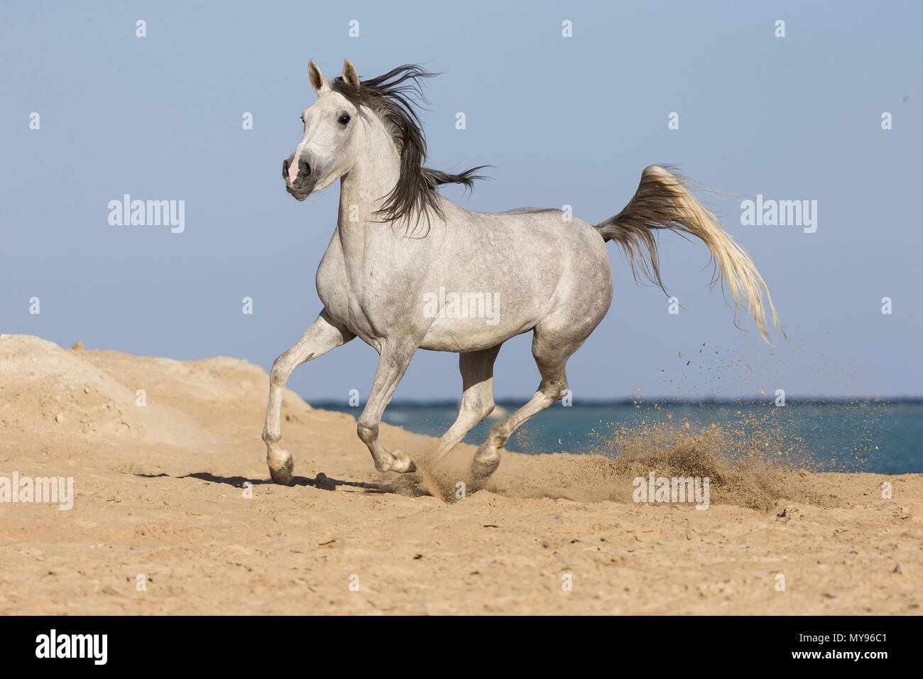 Arabian Horse. Gris mare juvenil galopante en el desierto. Egipto Foto de stock