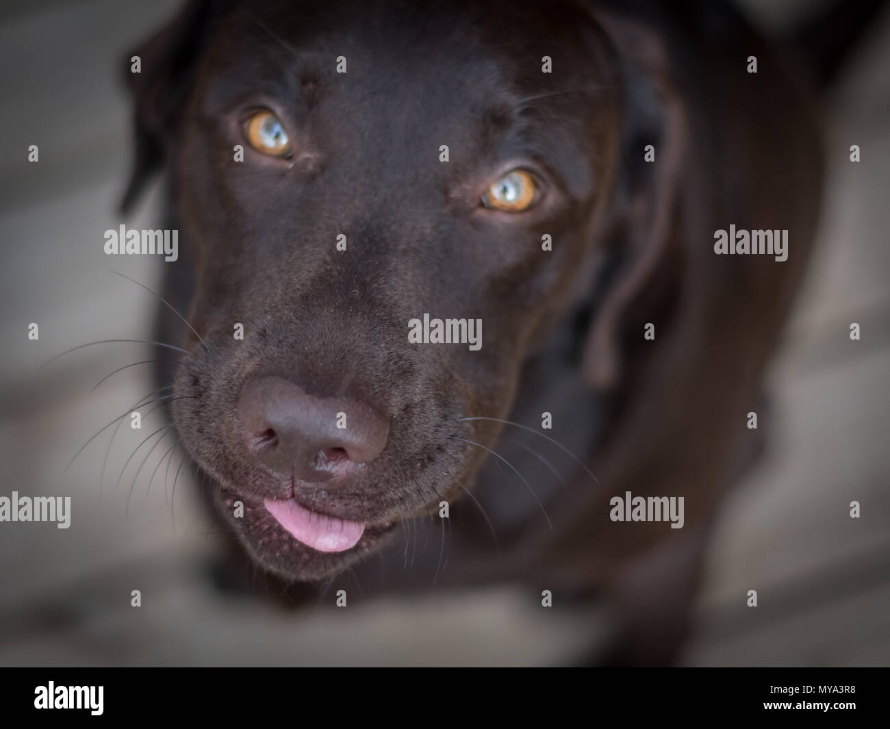 Retrato de perro labrador marrón Foto de stock