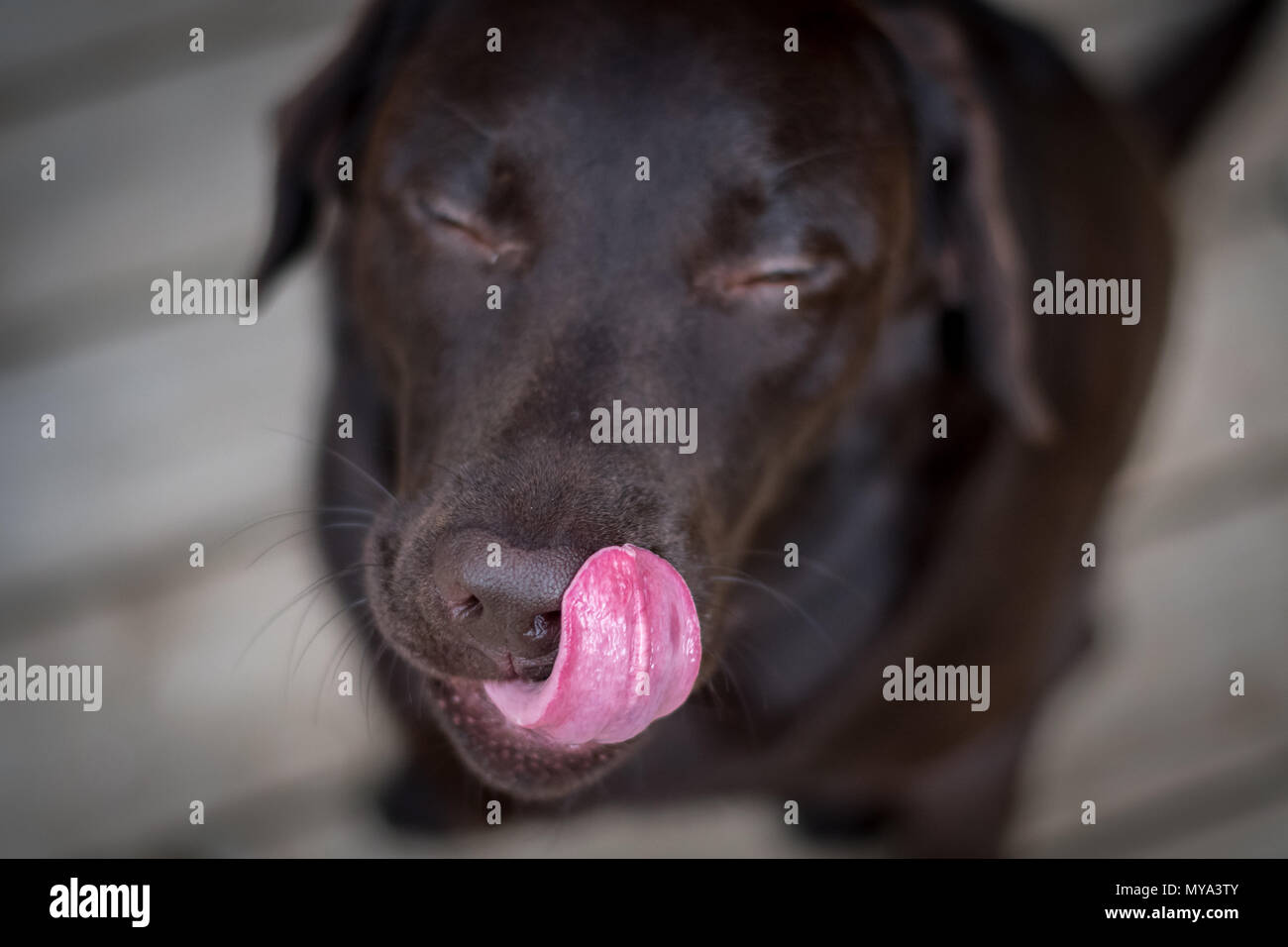 Retrato de perro labrador marrón Foto de stock