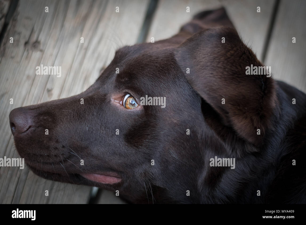 Retrato de perro labrador marrón Foto de stock