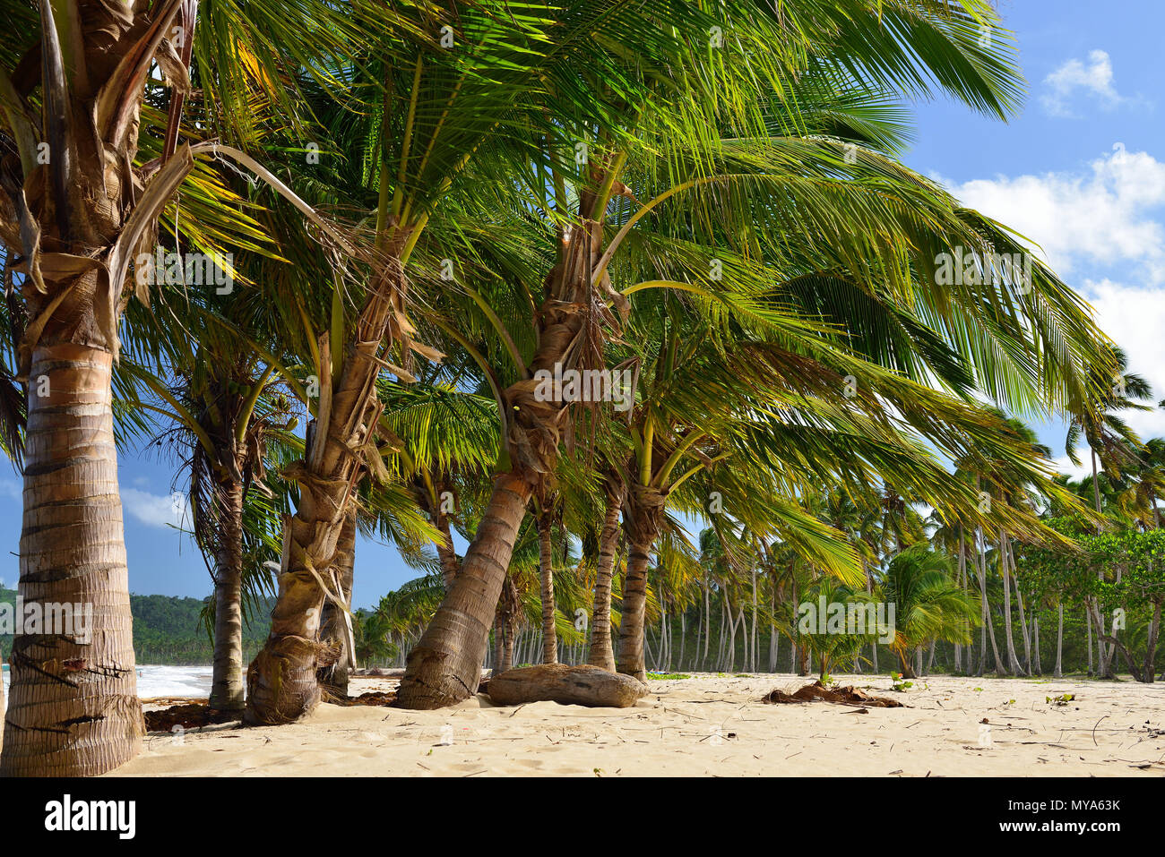 El Rincon Beach wild y de difícil acceso, en la península de Samana en Republica Dominicana Foto de stock