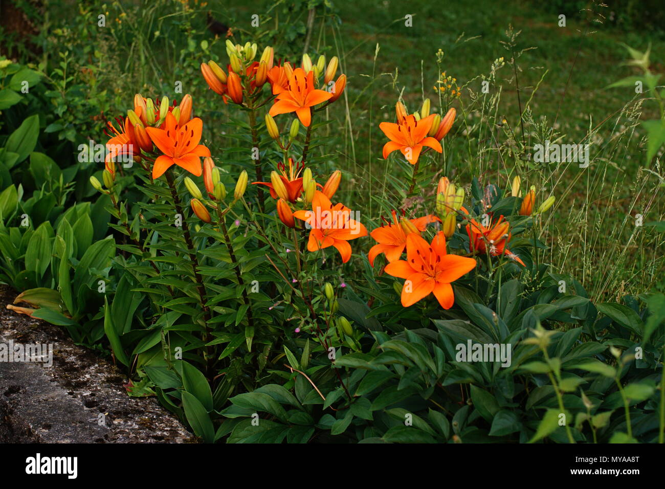 Orangefarbife Lilien im Hofgarten Öhringens Foto de stock