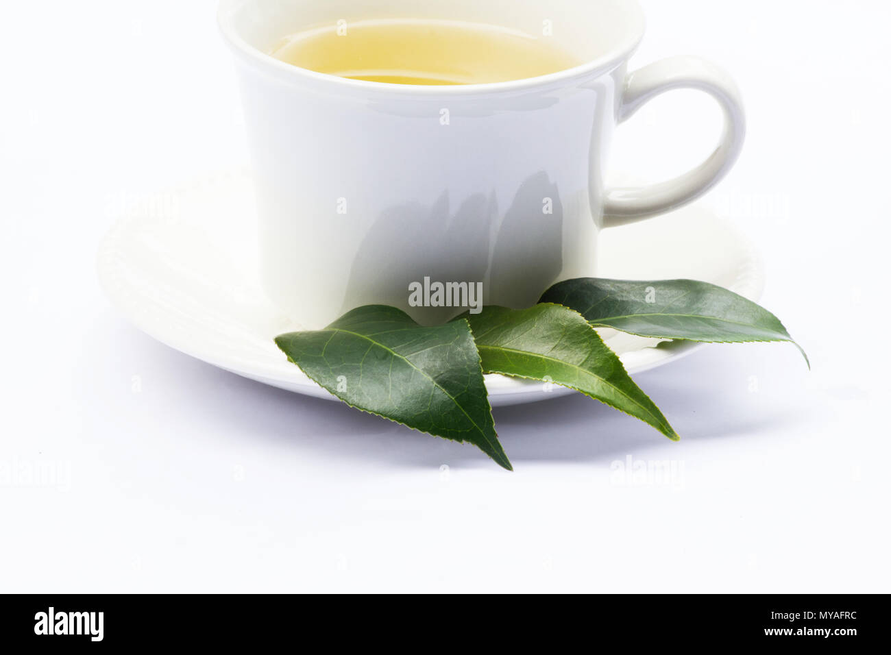 El té verde y el té japonés de la planta Camellia hojas sobre fondo blanco. Foto de stock