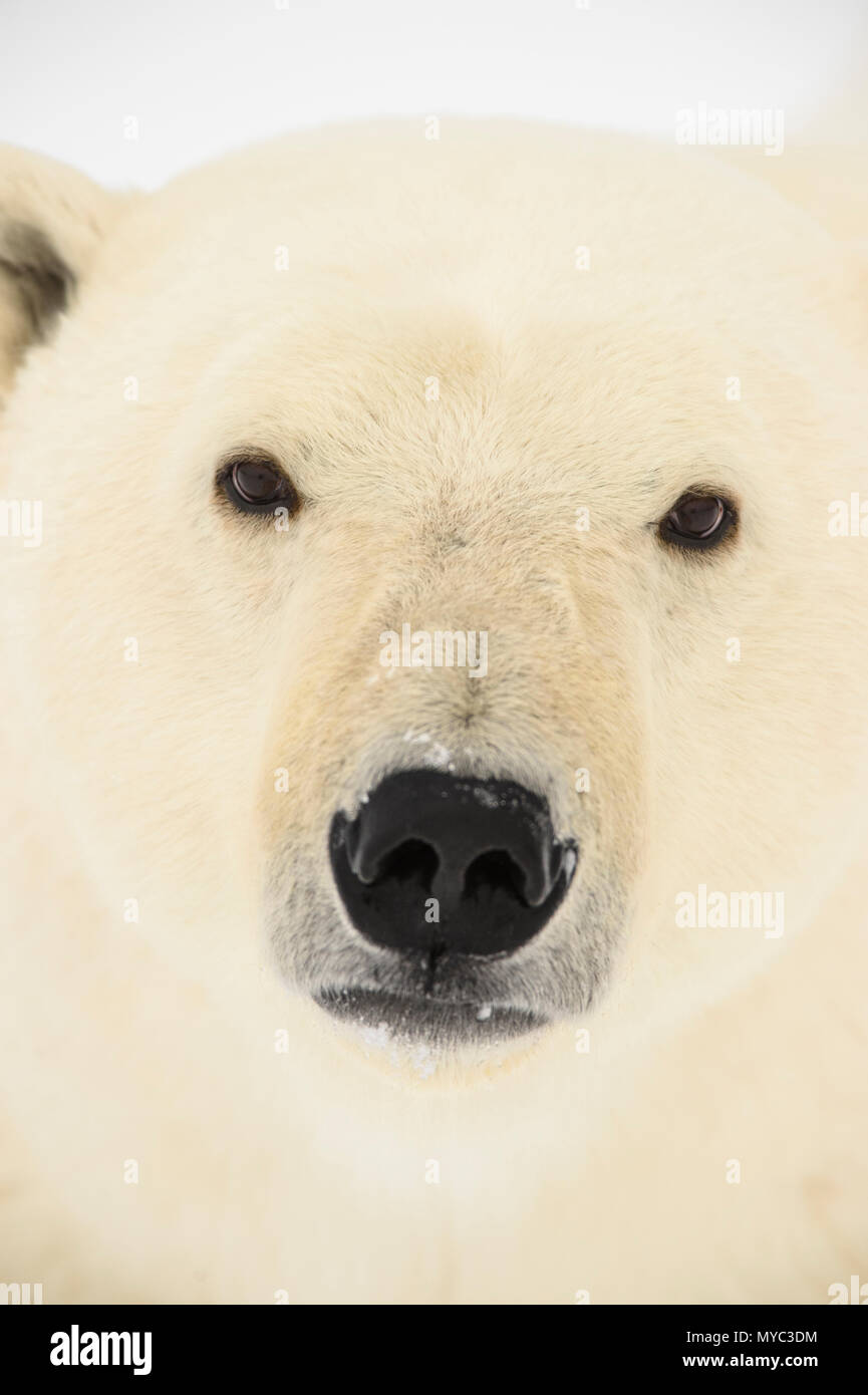 El oso polar (Ursus maritimus), Parque Nacional Wapusk, Cabo Churchill, Manitoba, Canadá Foto de stock