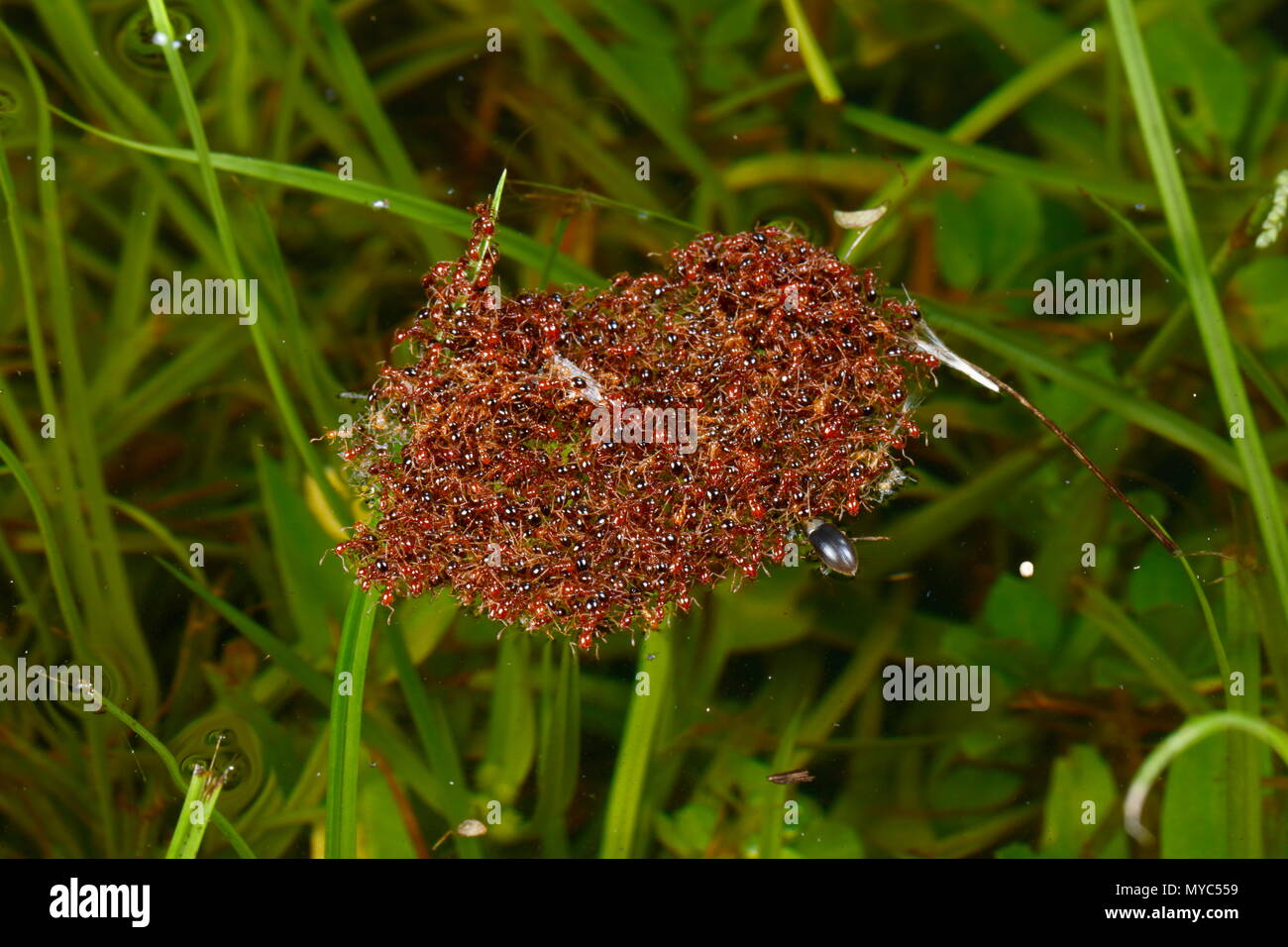 Las hormigas de fuego flotando sobre el agua de la lluvia. Foto de stock
